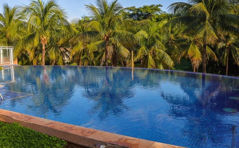 Vista da piscina através dos coqueiros do jardim.